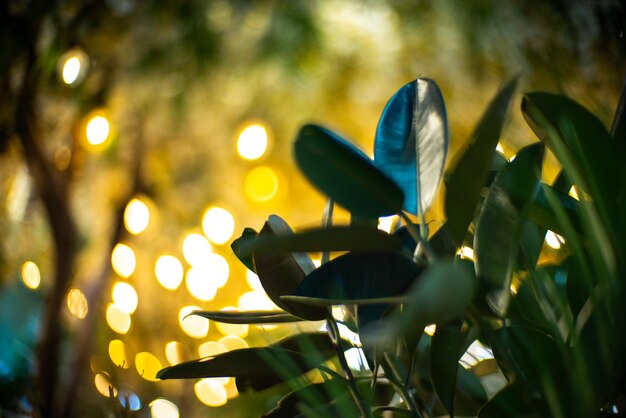 Foto close-up de plantas contra árvores