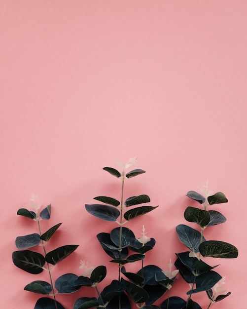 Close-up de plantas contra fundo de pêssego