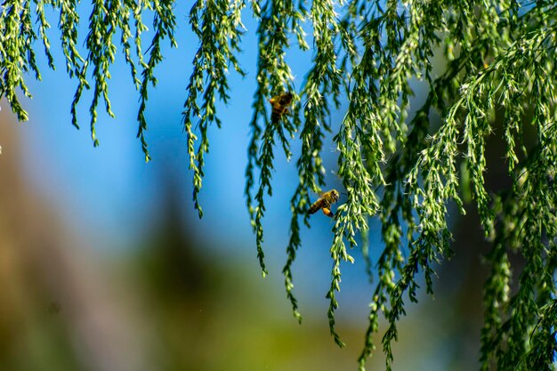 Foto close-up de plantas contra o céu azul