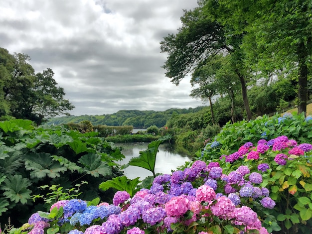 Foto close-up de plantas contra o lago calmo