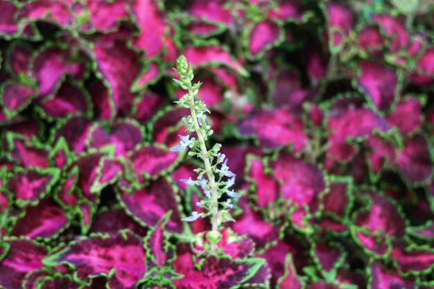 Foto close-up de plantas contra um fundo desfocado