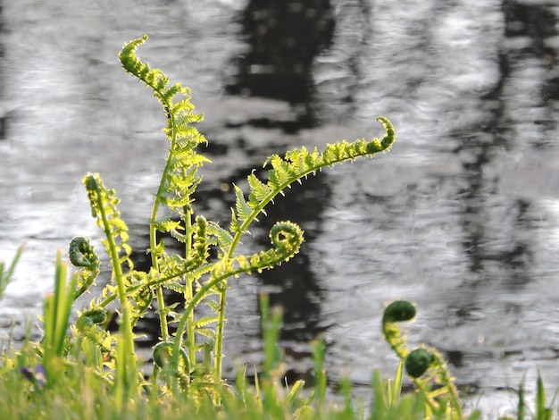 Foto close-up de plantas contra um fundo desfocado