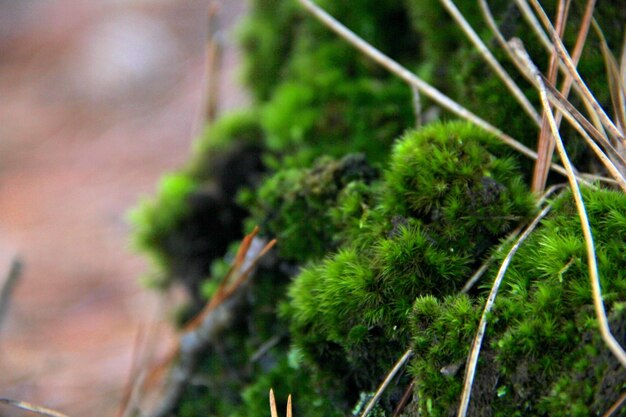 Close-up de plantas contra um fundo desfocado