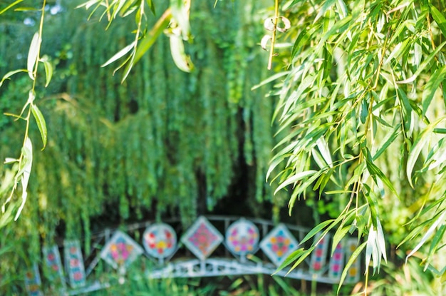 Foto close-up de plantas contra um fundo desfocado