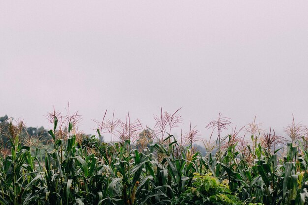 Foto close-up de plantas crescendo no campo contra o céu claro