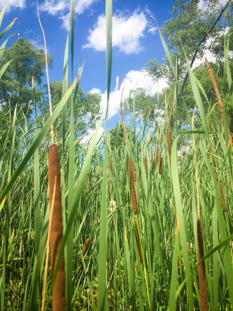 Foto close-up de plantas crescendo no campo contra o céu