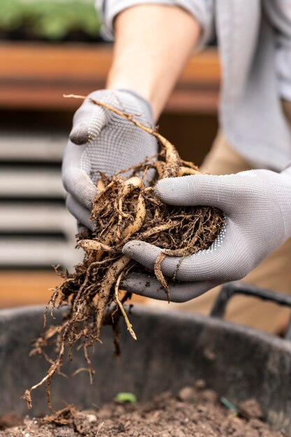 Close up de plantas cultivadas por homem