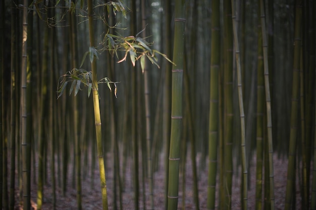 Foto close-up de plantas de bambu na floresta