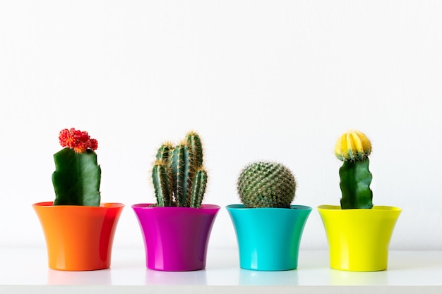 Close-up de plantas de cacto em vaso multicoloridas contra fundo branco