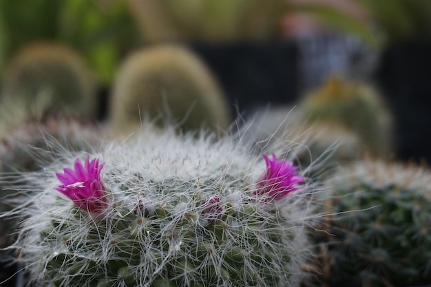 Close-up de plantas de cactos em barris