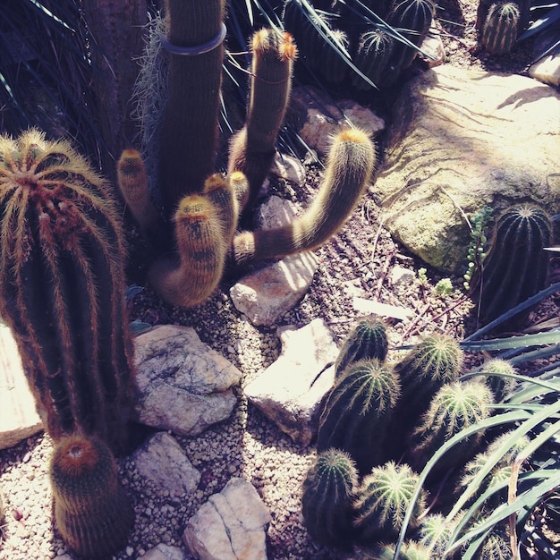 Foto close-up de plantas de cactus