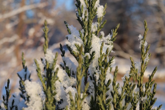 Foto close-up de plantas de flores brancas no campo durante o inverno