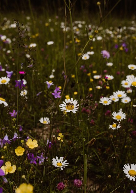 Foto close-up de plantas de flores brancas no campo