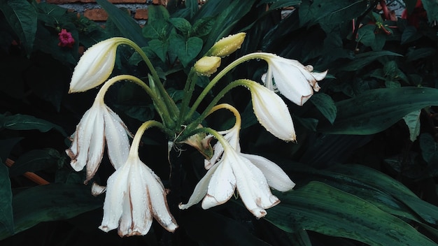 Close-up de plantas de flores brancas
