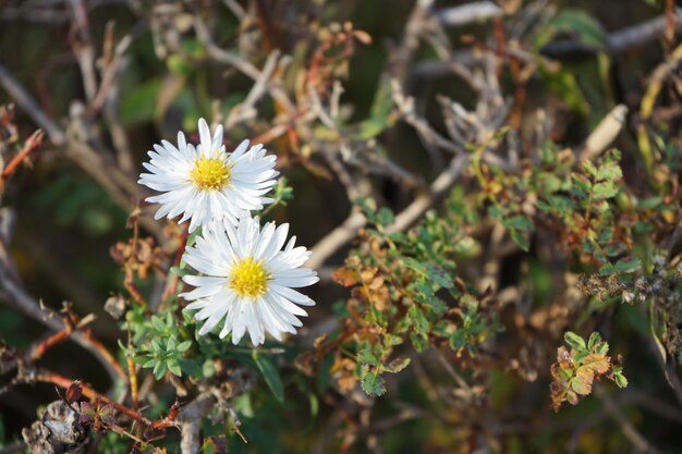 Foto close-up de plantas de flores brancas