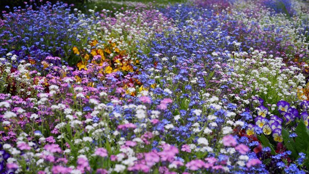 Close-up de plantas de flores roxas no campo