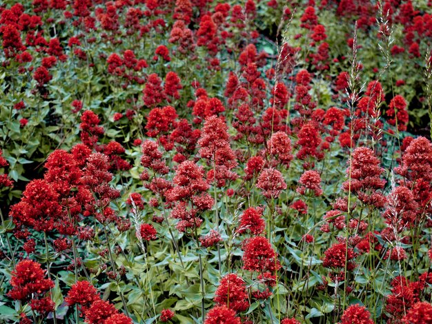 Close-up de plantas de flores vermelhas no campo