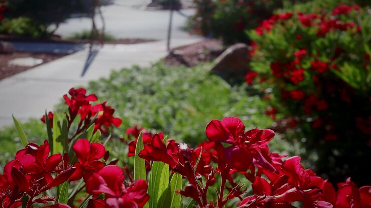 Foto close-up de plantas de flores vermelhas no campo