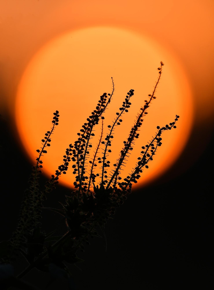 Foto close-up de plantas de silhueta contra o sol durante o pôr-do-sol