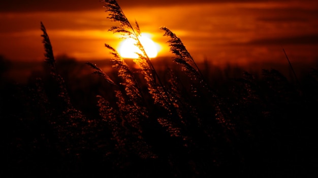 Foto close-up de plantas de silhueta no campo contra o céu ao pôr-do-sol