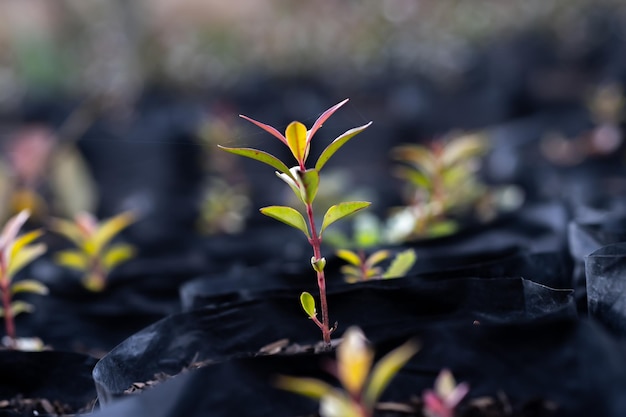 Close-up de plantas em crescimento grow bag