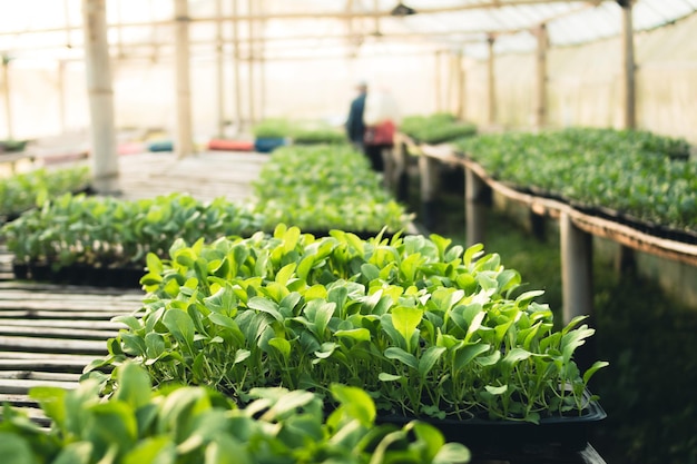 Close-up de plantas em estufa