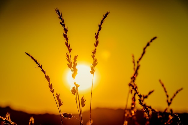 Close-up de plantas em silhueta contra o céu laranja durante o pôr-do-sol