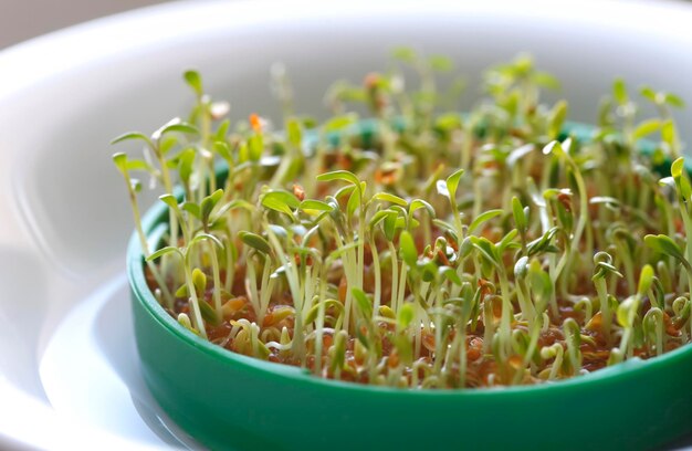 Foto close-up de plantas em tigela