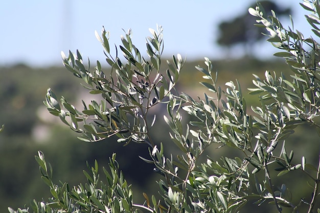 Close-up de plantas em um dia ensolarado