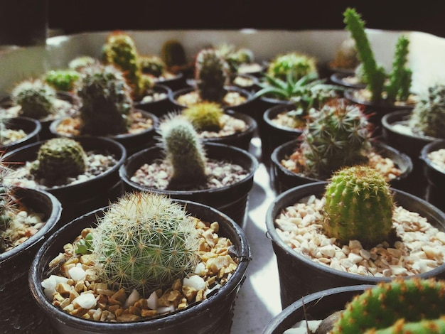 Close-up de plantas em vaso em estufa