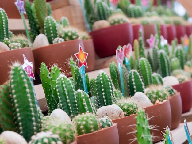 Foto close-up de plantas em vaso na barraca do mercado