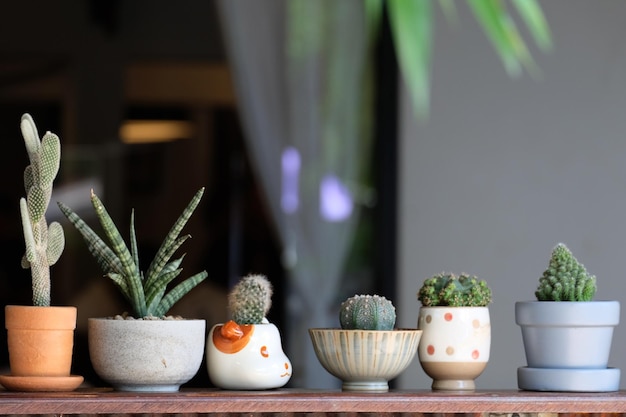 Foto close-up de plantas em vaso na mesa