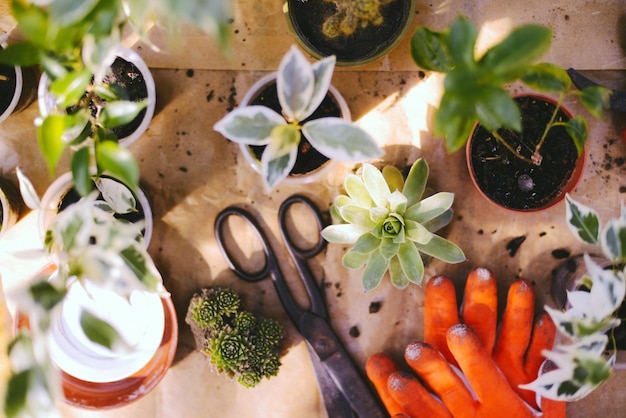 Close-up de plantas em vaso na mesa