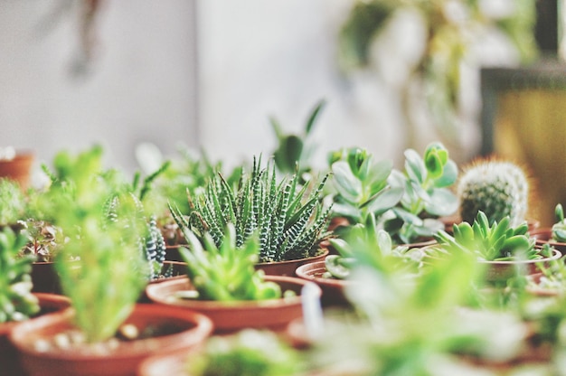 Close-up de plantas em vaso