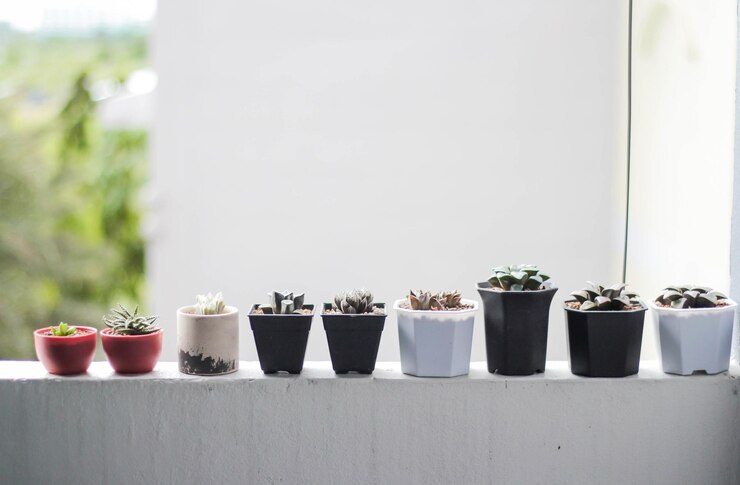 Foto close-up de plantas em vasos em mesa contra a parede