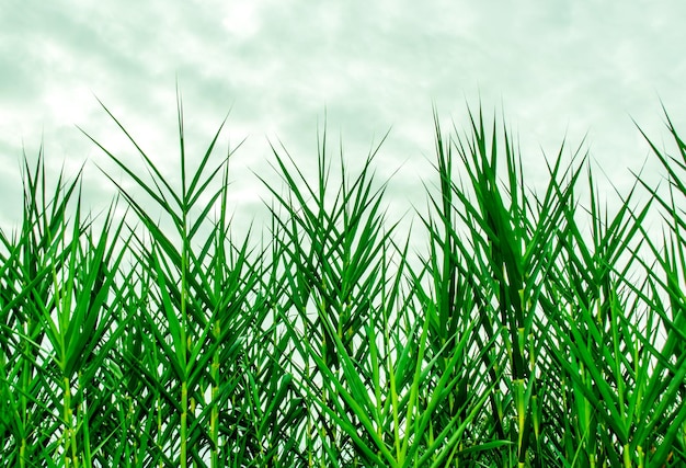 Foto close-up de plantas frescas no campo contra o céu