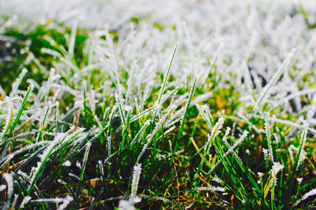 Foto close-up de plantas frescas no campo