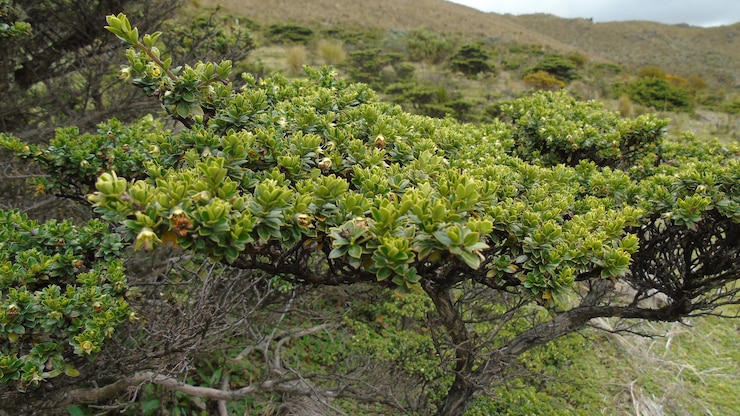 Foto close-up de plantas frescas no campo