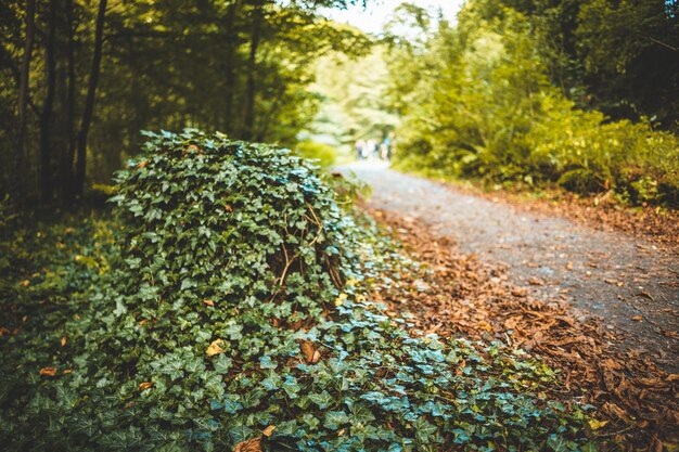 Foto close-up de plantas na floresta