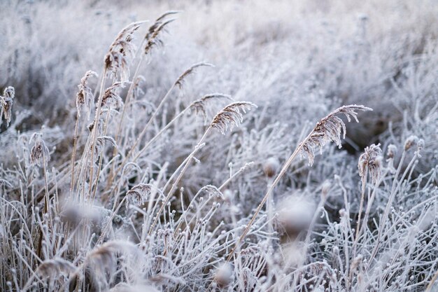 Close-up de plantas no campo