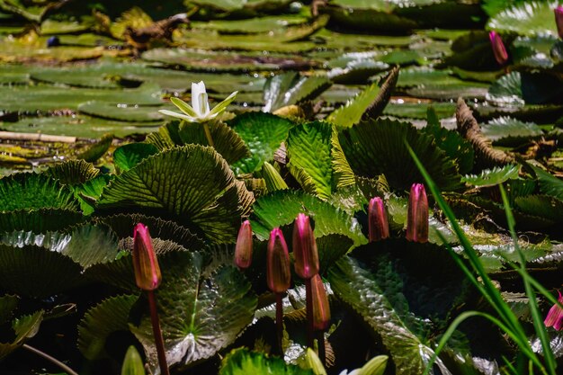 Close-up de plantas que crescem ao ar livre