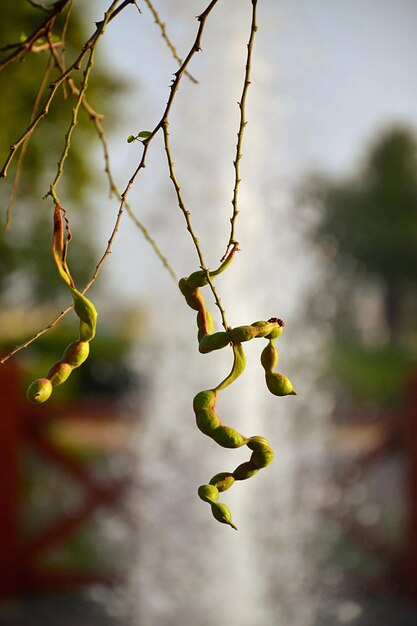 Foto close-up de plantas que crescem ao ar livre