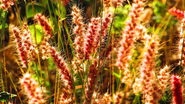 Close-up de plantas que crescem ao ar livre