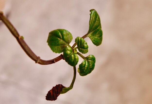 Foto close-up de plantas que crescem ao ar livre