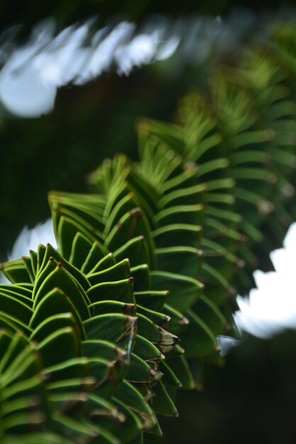 Foto close-up de plantas que crescem ao ar livre