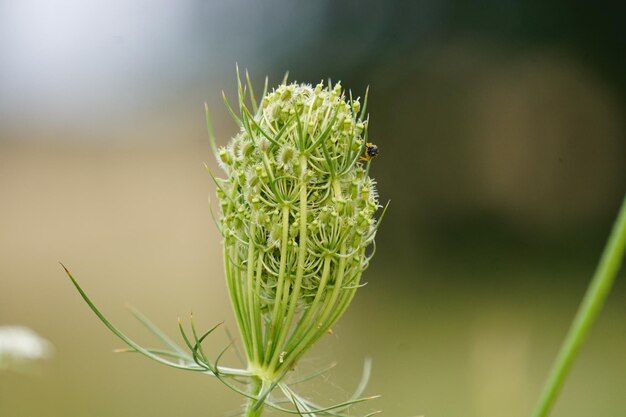Close-up de plantas que crescem ao ar livre