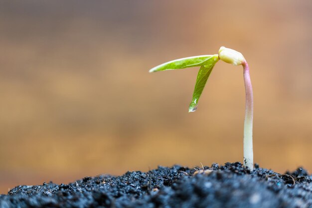 Foto close-up de plantas que crescem ao ar livre