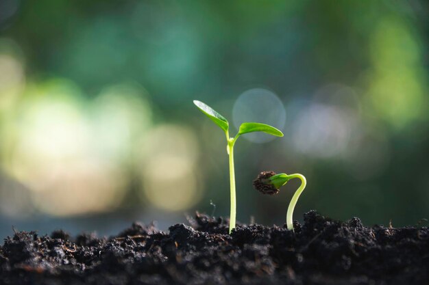 Foto close-up de plantas que crescem ao ar livre