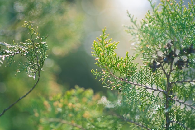 Close-up de plantas que crescem ao ar livre