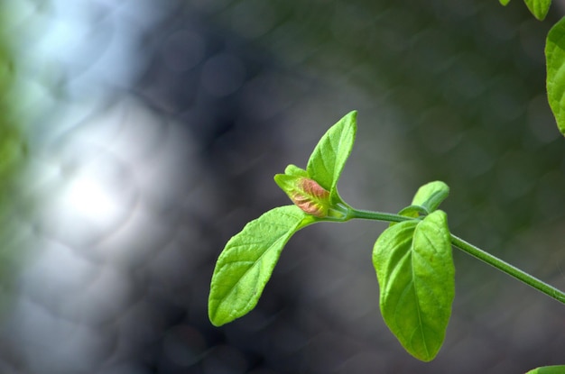 Close-up de plantas que crescem ao ar livre